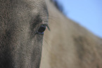 Konik eye