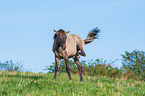 Konik in nature