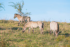 standing Konik