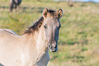 Konik foal