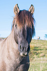 Konik in nature