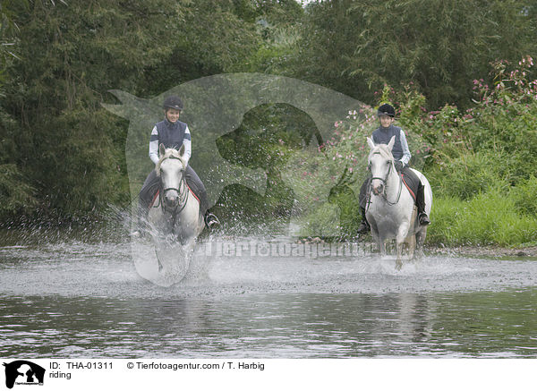 Freizeitreiten / riding / THA-01311