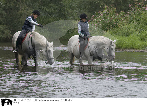 Freizeitreiten / riding / THA-01312