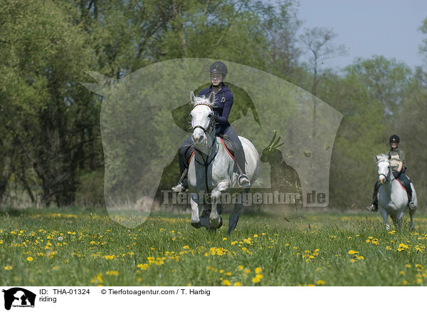 Freizeitreiten / riding / THA-01324