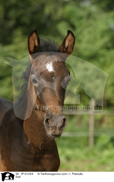 Lewitzer Fohlen im Portrait / foal / IP-01254