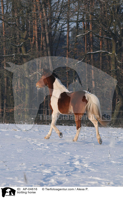 trabender Lewitzer / trotting horse / AP-04616