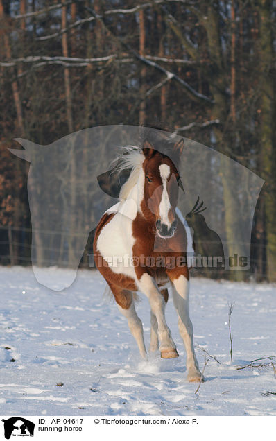rennender Lewitzer / running horse / AP-04617