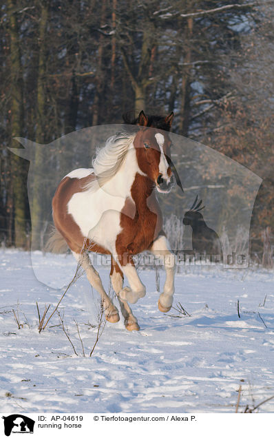 rennender Lewitzer / running horse / AP-04619