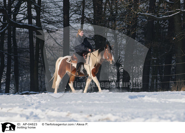 trabender Lewitzer / trotting horse / AP-04623