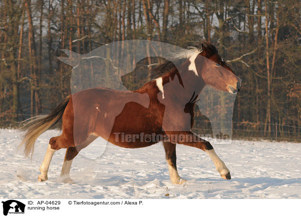 rennender Lewitzer / running horse / AP-04629