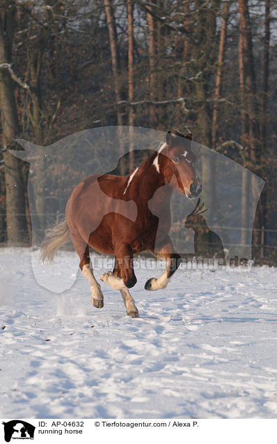 rennender Lewitzer / running horse / AP-04632