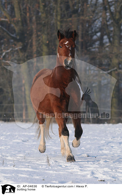 trabender Lewitzer / trotting horse / AP-04636