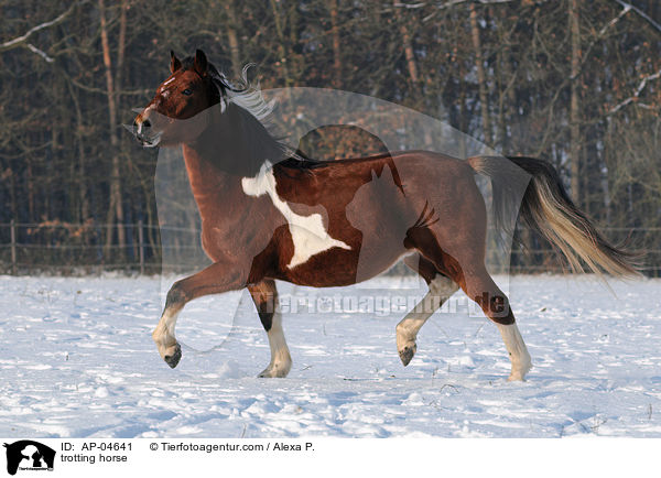 trabender Lewitzer / trotting horse / AP-04641