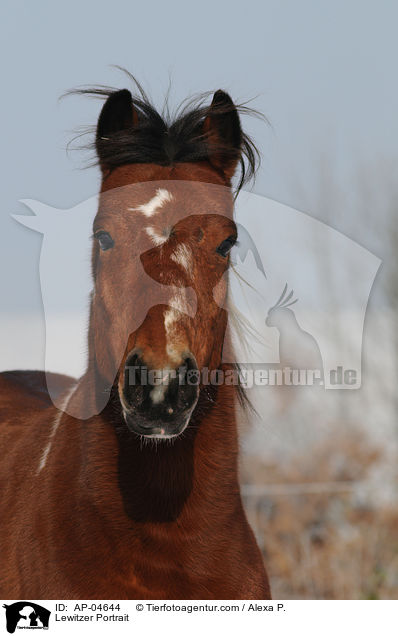 Lewitzer Portrait / Lewitzer Portrait / AP-04644