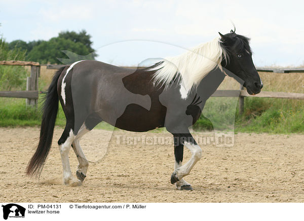 Lewitzer / lewitzer horse / PM-04131