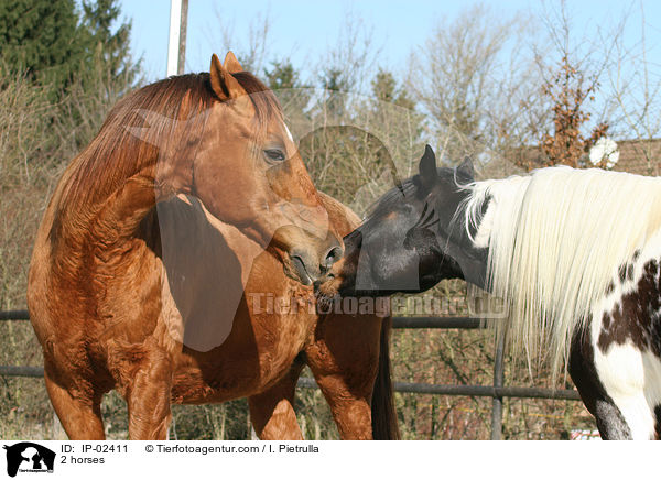 2 Pferde / 2 horses / IP-02411