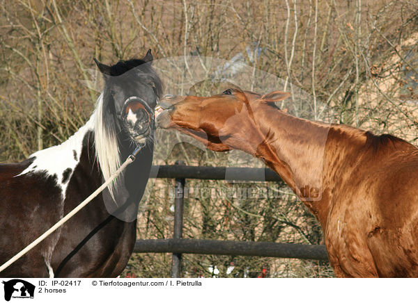 2 horses / IP-02417