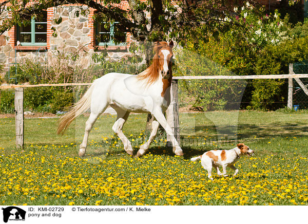 Lewitzer und Kromfohrlnder / pony and dog / KMI-02729