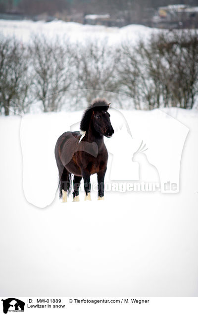 Lewitzer im Schnee / Lewitzer in snow / MW-01889