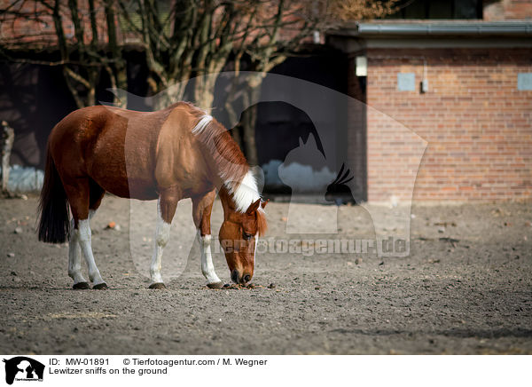 Lewitzer schnuppert am Boden / Lewitzer sniffs on the ground / MW-01891