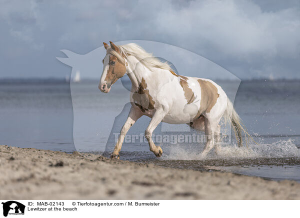 Lewitzer am Strand / Lewitzer at the beach / MAB-02143