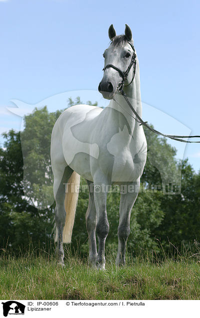 Lipizzaner / Lipizzaner / IP-00606