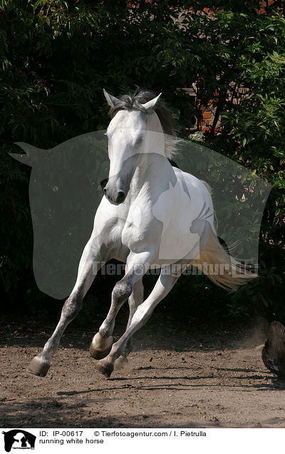 running white horse / IP-00617