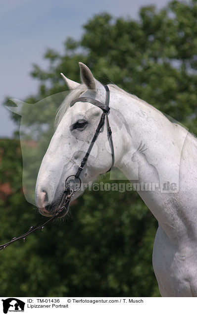 Lipizzaner Portrait / TM-01436