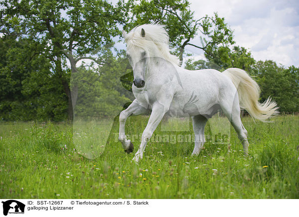 galloping Lipizzaner / SST-12667