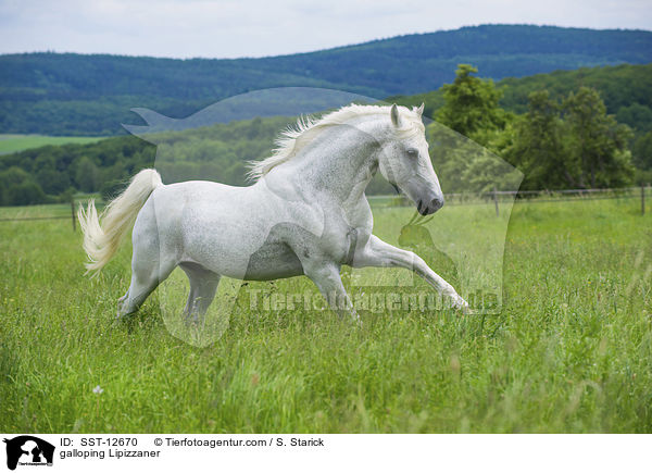 galloping Lipizzaner / SST-12670