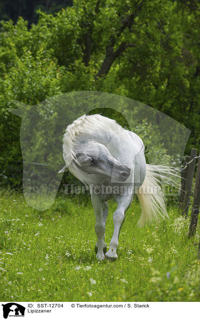 Lipizzaner / Lipizzaner / SST-12704