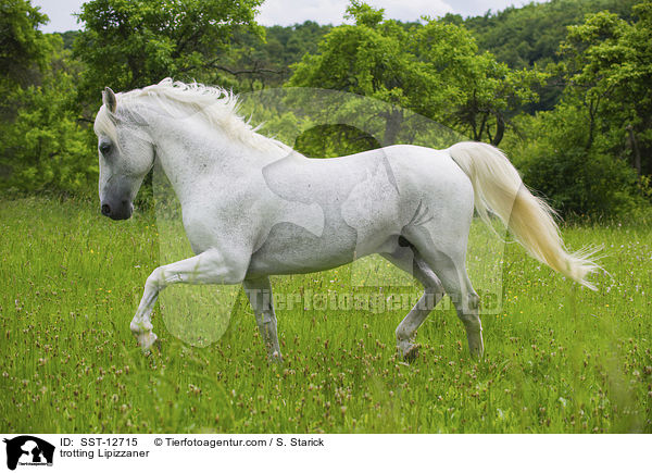 trabender Lipizzaner / trotting Lipizzaner / SST-12715