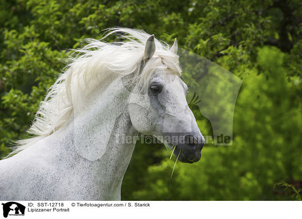 Lipizzaner Portrait / Lipizzaner Portrait / SST-12718