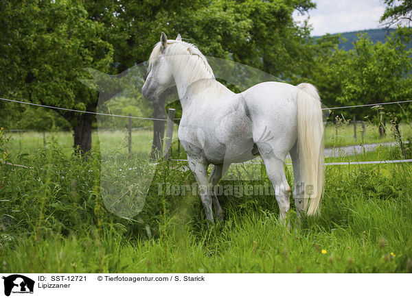 Lipizzaner / SST-12721