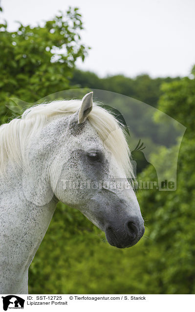 Lipizzaner Portrait / SST-12725