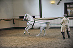 Wolfgang Krischke mit Lipizzaner Maestoso Amata