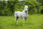 Lipizzaner