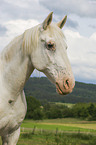 Lipizzaner Portrait