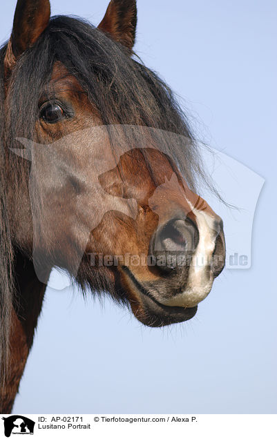 Lusitano Portrait / AP-02171