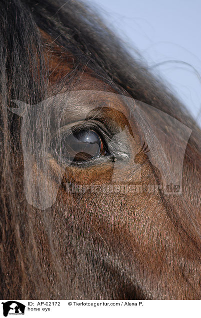 horse eye / AP-02172