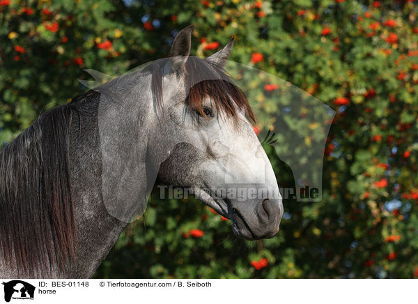 Lusitano / horse / BES-01148