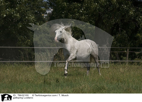 galoppierender Lusitano / galloping Lusitano / TM-02100