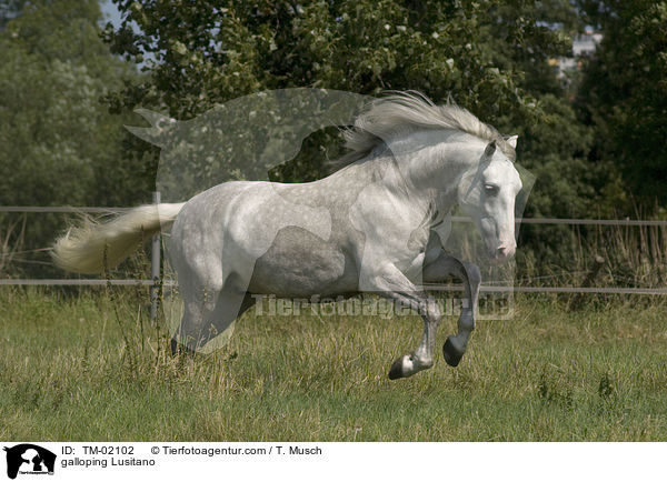 galoppierender Lusitano / galloping Lusitano / TM-02102