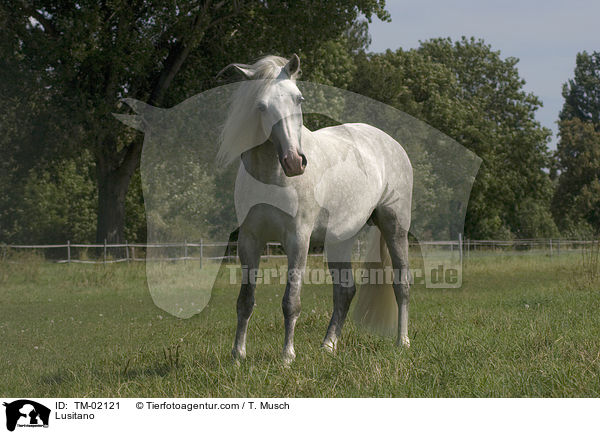 Lusitano / TM-02121