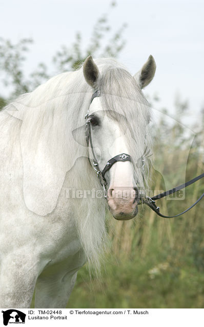 Lusitano Portrait / TM-02448