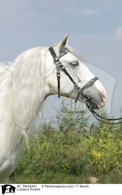 Lusitano Portrait / TM-02451