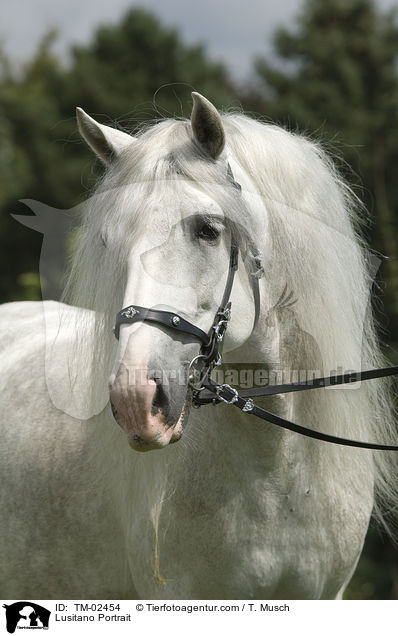 Lusitano Portrait / TM-02454