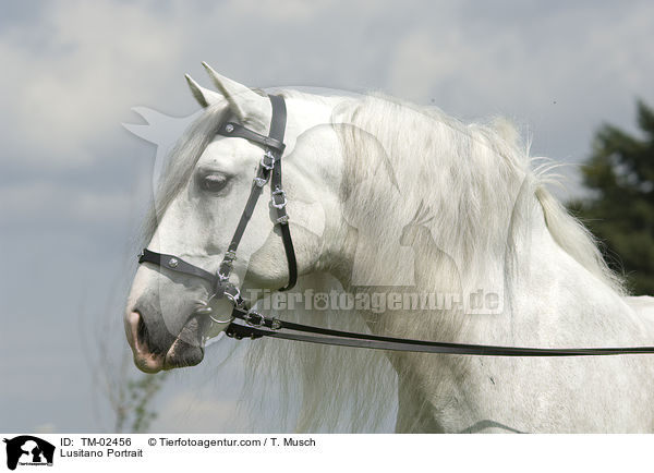 Lusitano Portrait / TM-02456