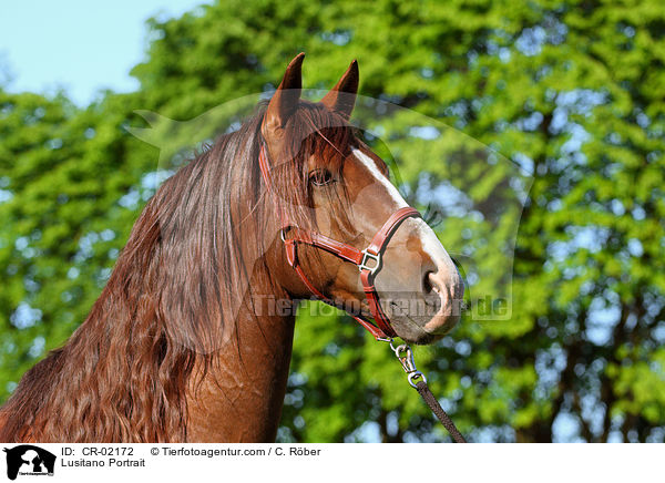 Lusitano Portrait / Lusitano Portrait / CR-02172