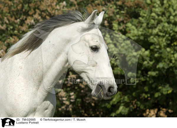 Lusitano Portrait / TM-02685